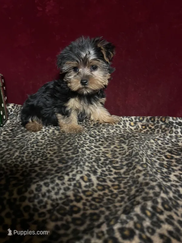 Trish  – Yorkshire Terrier puppy for sale in Picayune, MS