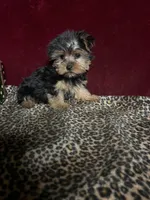 Trish , a female Yorkshire Terrier for sale in Picayune, MS – 1 of 5