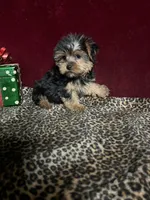 Trish , a female Yorkshire Terrier for sale in Picayune, MS – 4 of 5