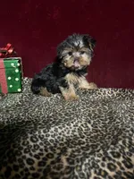 Trish , a female Yorkshire Terrier for sale in Picayune, MS – 5 of 5