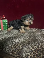 Trish , a female Yorkshire Terrier for sale in Picayune, MS – 3 of 5