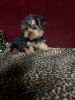Trish , a female Yorkshire Terrier for sale in Picayune, MS – 2 of 5