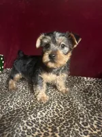 Trixie, a female Yorkshire Terrier for sale in Picayune, MS – 6 of 7