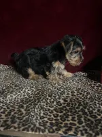 Teddy, a male Yorkshire Terrier for sale in Picayune, MS – 4 of 6