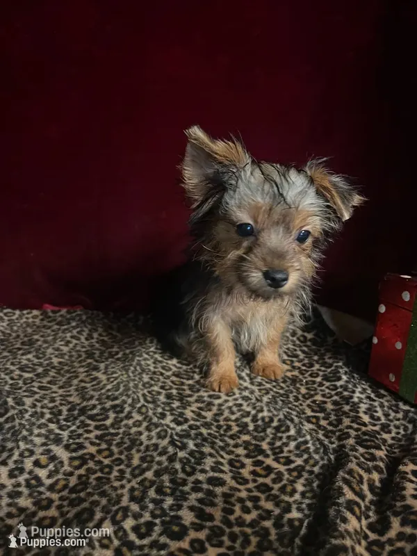 Albert – Yorkshire Terrier puppy for sale in Picayune, MS