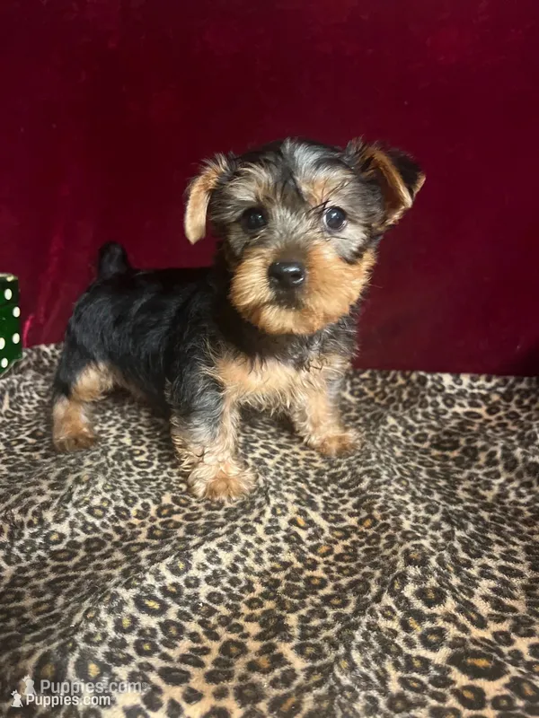 Trixie – Yorkshire Terrier puppy for sale in Picayune, MS