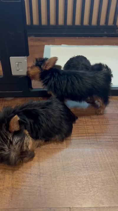 Jeffery, a male Yorkshire Terrier for sale in Picayune, MS – 4 of 4