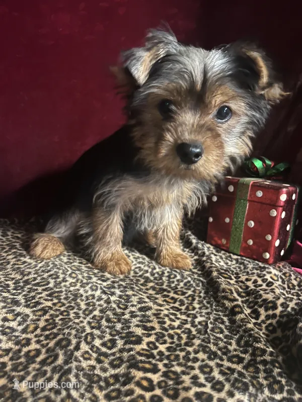 Albert – Yorkshire Terrier puppy for sale in Picayune, MS