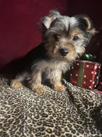  Al’ Albert , a male Yorkshire Terrier for sale in Picayune, MS – 1 of 10