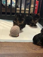 Albert, a male Yorkshire Terrier for sale in Picayune, MS – 4 of 4