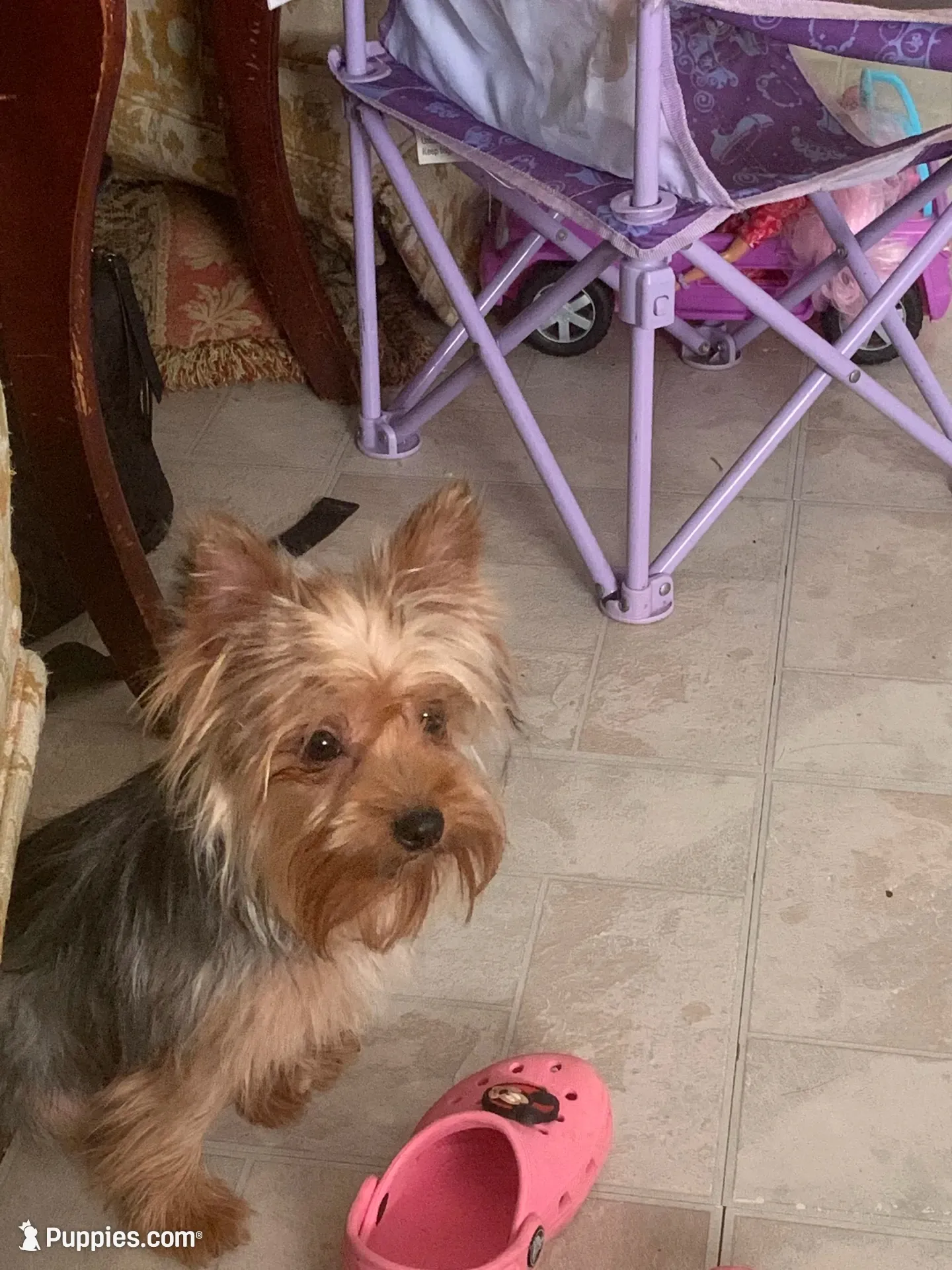  Amie,   moving discount !!!, a female Yorkshire Terrier for sale in Picayune, MS – 6 of 6
