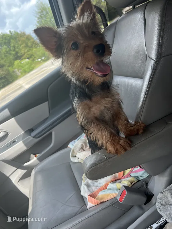 Danny – Yorkshire Terrier puppy for sale in Picayune, MS