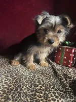  Al’ Albert , a male Yorkshire Terrier for sale in Picayune, MS – 2 of 10