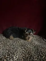 Bella, a female Yorkshire Terrier for sale in Picayune, MS – 6 of 6