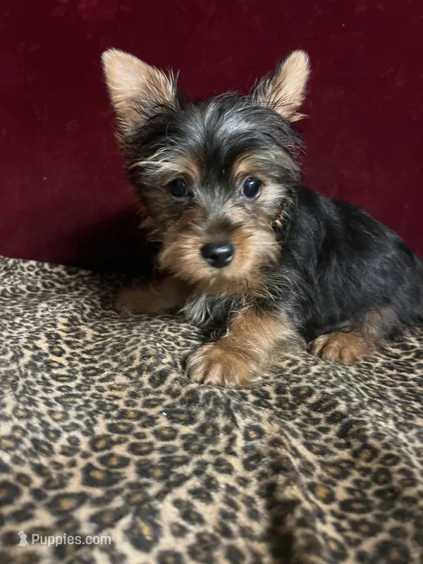 Dane – Yorkshire Terrier puppy for sale in Picayune, MS
