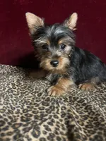 Dane, a male Yorkshire Terrier for sale in Picayune, MS – 1 of 4