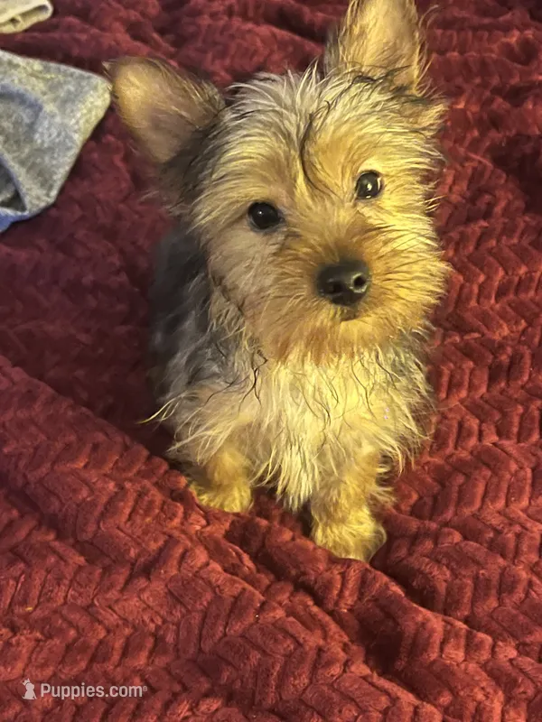  Amie,   moving discount !!! – Yorkshire Terrier puppy for sale in Picayune, MS