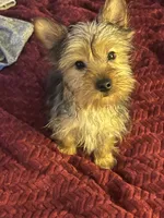  Amie,   moving discount !!!, a female Yorkshire Terrier for sale in Picayune, MS – 1 of 6