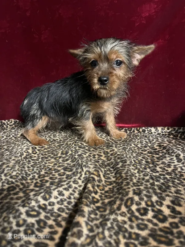 Dax – Yorkshire Terrier puppy for sale in Picayune, MS