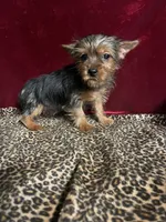 Dax, a male Yorkshire Terrier for sale in Picayune, MS – 1 of 7