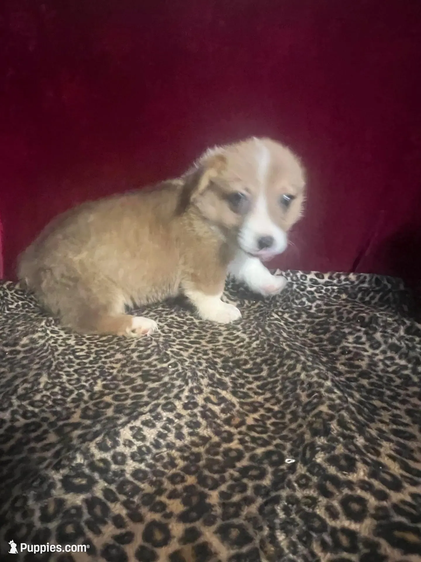 Rainie, a female Pembroke Welsh Corgi for sale in Picayune, MS – 3 of 6