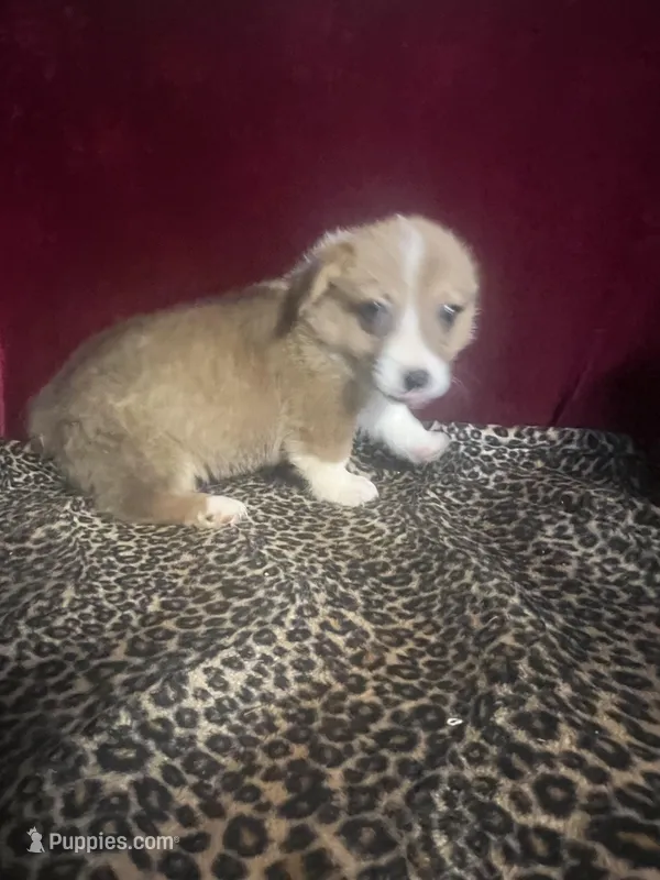 Rainie – Pembroke Welsh Corgi puppy for sale in Picayune, MS