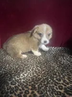 Rainie, a female Pembroke Welsh Corgi for sale in Picayune, MS – Photo 1 of 6