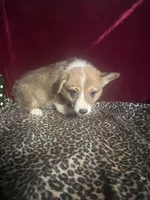 Rainie, a female Pembroke Welsh Corgi for sale in Picayune, MS – Photo 2 of 6