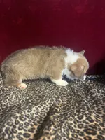 Rainie, a female Pembroke Welsh Corgi for sale in Picayune, MS – Photo 5 of 6