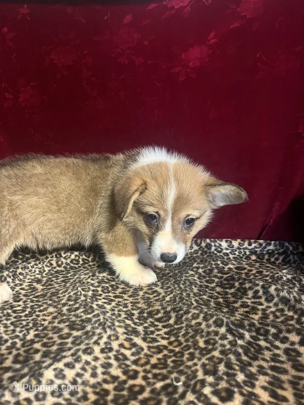 Rainie – Pembroke Welsh Corgi puppy for sale in Picayune, MS
