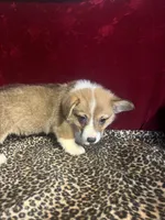 Rainie, a female Pembroke Welsh Corgi for sale in Picayune, MS – Photo 6 of 6