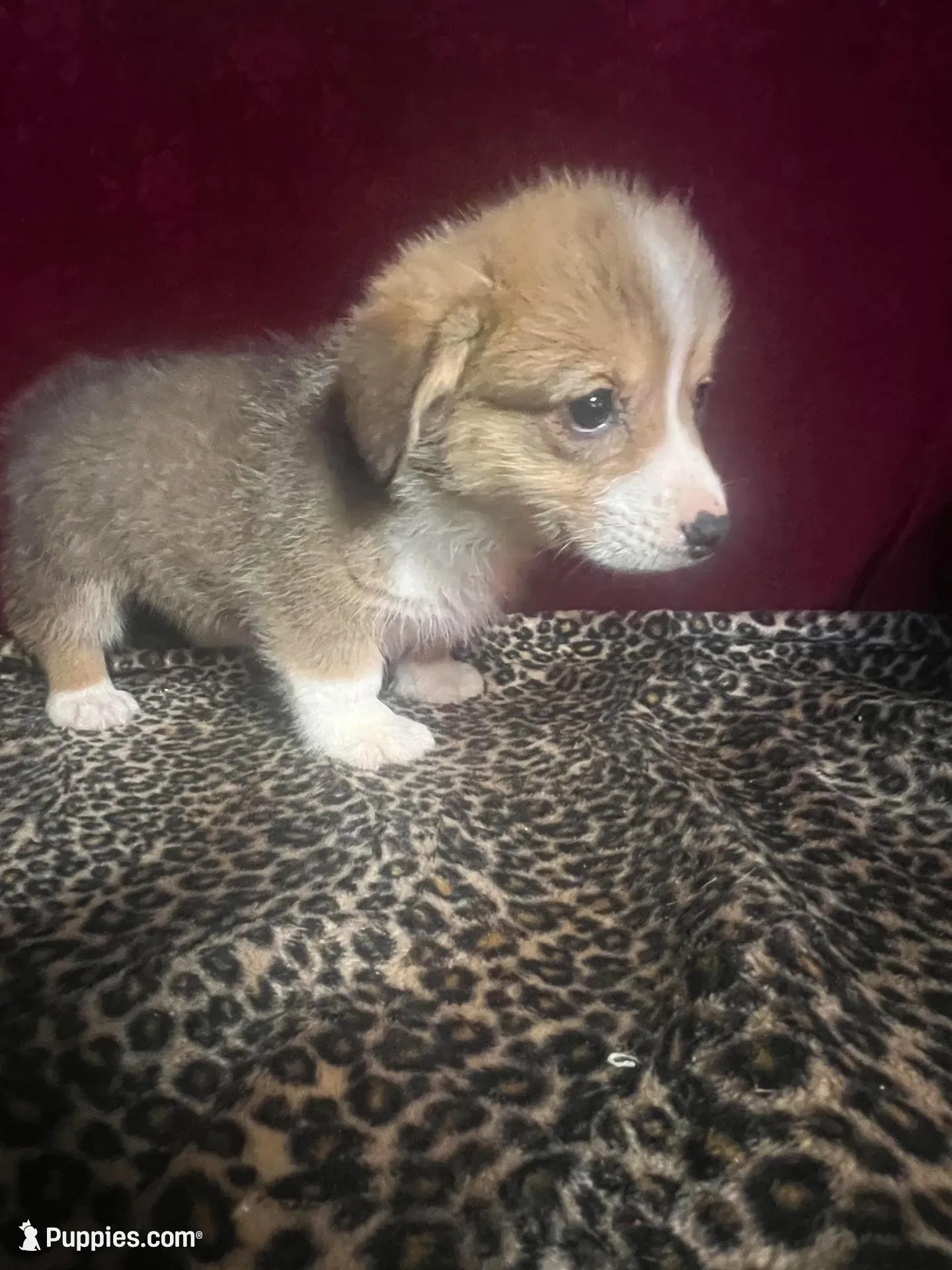 Rainie, a female Pembroke Welsh Corgi for sale in Picayune, MS – 5 of 6