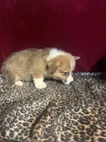 Rainie, a female Pembroke Welsh Corgi for sale in Picayune, MS – Photo 4 of 6