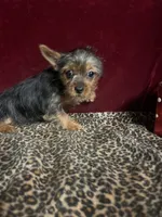 Dannie, a female Yorkshire Terrier for sale in Picayune, MS – 5 of 5