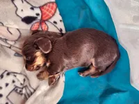 MILK CHOCOLATE , a female Dachshund for sale in Cambridge, MN – 5 of 10