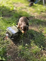 Dark Chocolate , a male Dachshund for sale in Cambridge, MN – 8 of 9