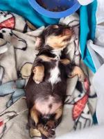 Dark Chocolate , a male Dachshund for sale in Cambridge, MN – 2 of 9