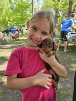 MILK CHOCOLATE , a female Dachshund for sale in Cambridge, MN – 6 of 10