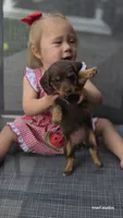 Dark Chocolate , a male Dachshund for sale in Cambridge, MN – 4 of 9