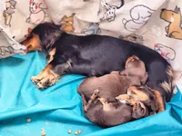MILK CHOCOLATE , a female Dachshund for sale in Cambridge, MN – 3 of 10