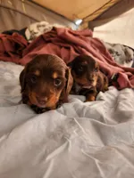 Dark Chocolate , a male Dachshund for sale in Cambridge, MN – 7 of 9