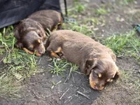 MILK CHOCOLATE , a female Dachshund for sale in Cambridge, MN – 2 of 10
