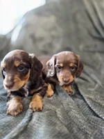 MILK CHOCOLATE , a female Dachshund for sale in Cambridge, MN – 9 of 10