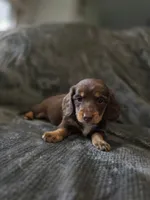MILK CHOCOLATE , a female Dachshund for sale in Cambridge, MN – 8 of 10