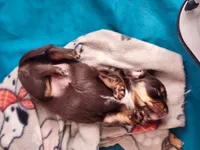 MILK CHOCOLATE , a female Dachshund for sale in Cambridge, MN – 4 of 10