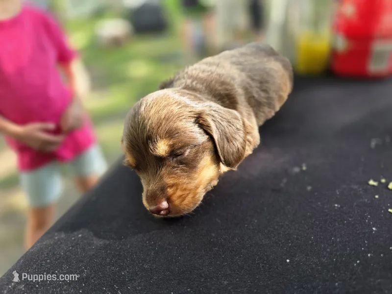 MILK CHOCOLATE  – Dachshund puppy for sale in Cambridge, MN