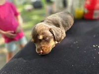 MILK CHOCOLATE , a female Dachshund for sale in Cambridge, MN – 1 of 10