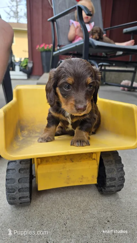 Dark Chocolate  – Dachshund puppy for sale in Cambridge, MN