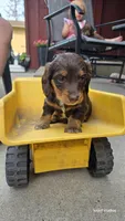 Dark Chocolate , a male Dachshund for sale in Cambridge, MN – 1 of 9