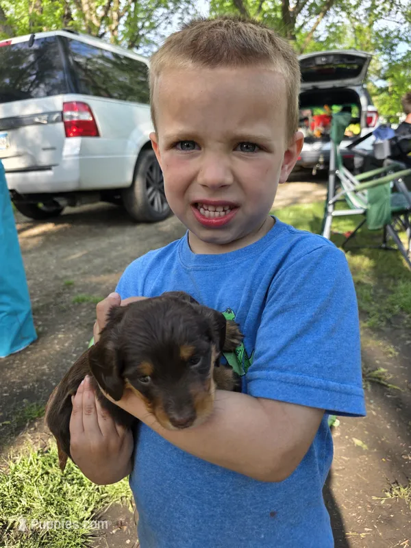 Dark Chocolate – Dachshund puppy for sale in Cambridge, MN